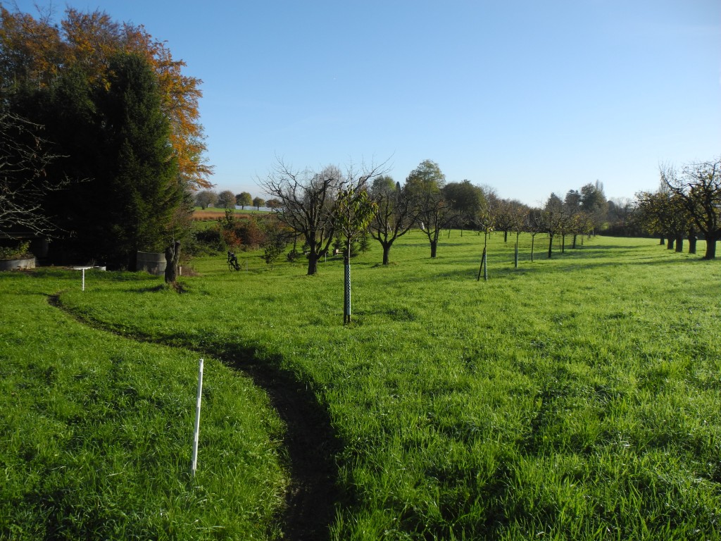 Obstbaum